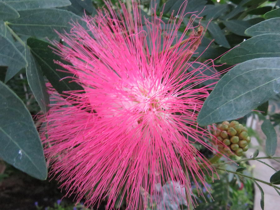 Powder Puff Tree 2 Photograph By Cindy Kellogg - Fine Art America