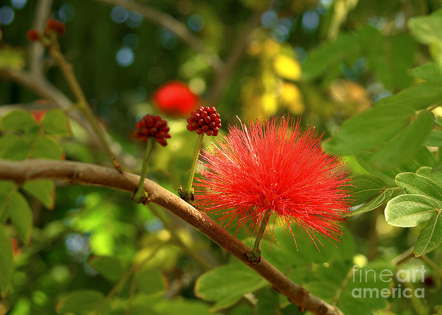 Powder Puff Tree Calliandra Haematocephala Photograph by K D Graves ...