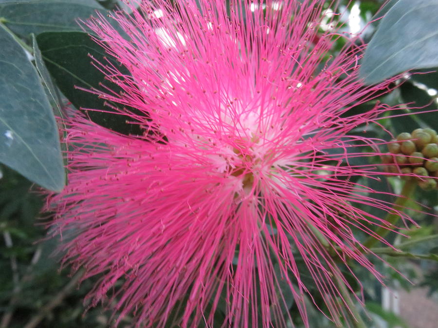 Powder Puff Tree Photograph by Cindy Kellogg