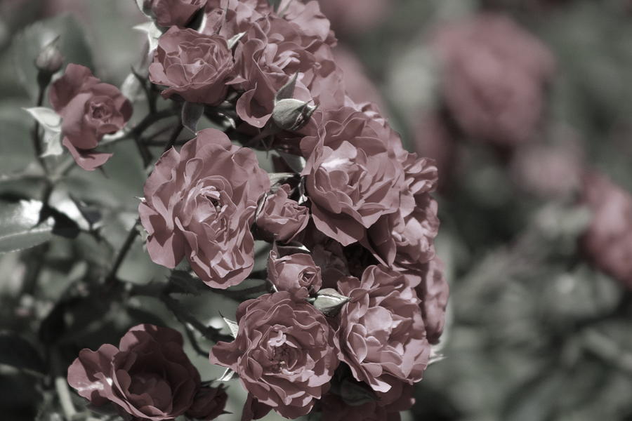 Powder Red Roses - Almost Black and White Photograph by Colleen Cornelius