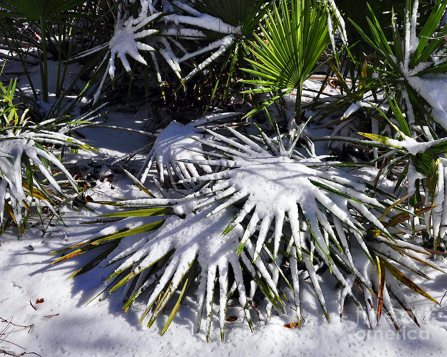 Powdered Palms Photograph