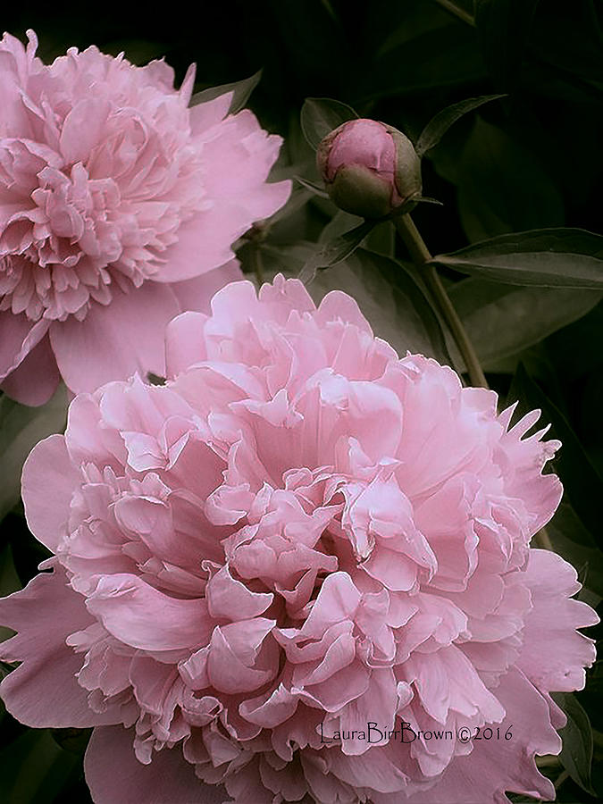 Powderpuffs Photograph by Laura Birr Brown - Fine Art America