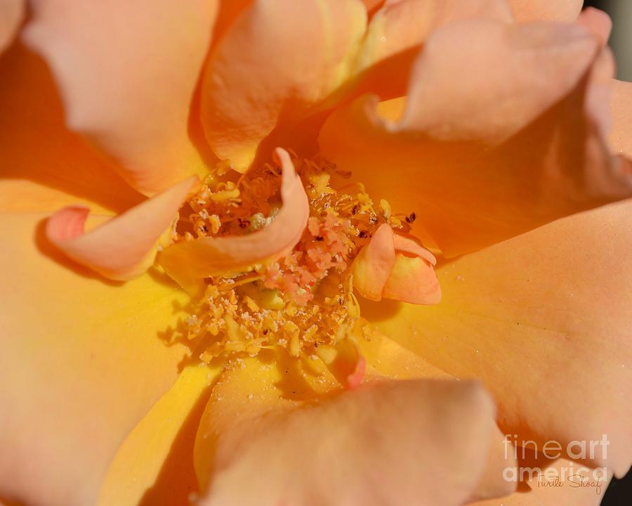 Peach Photograph - Powdery Peach Petals by Terrilyne Shoaf