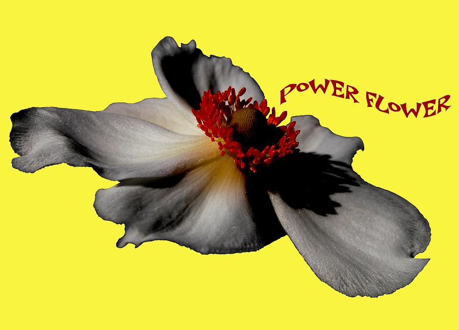 Power Flower Anemone Photograph by Orphelia Aristal
