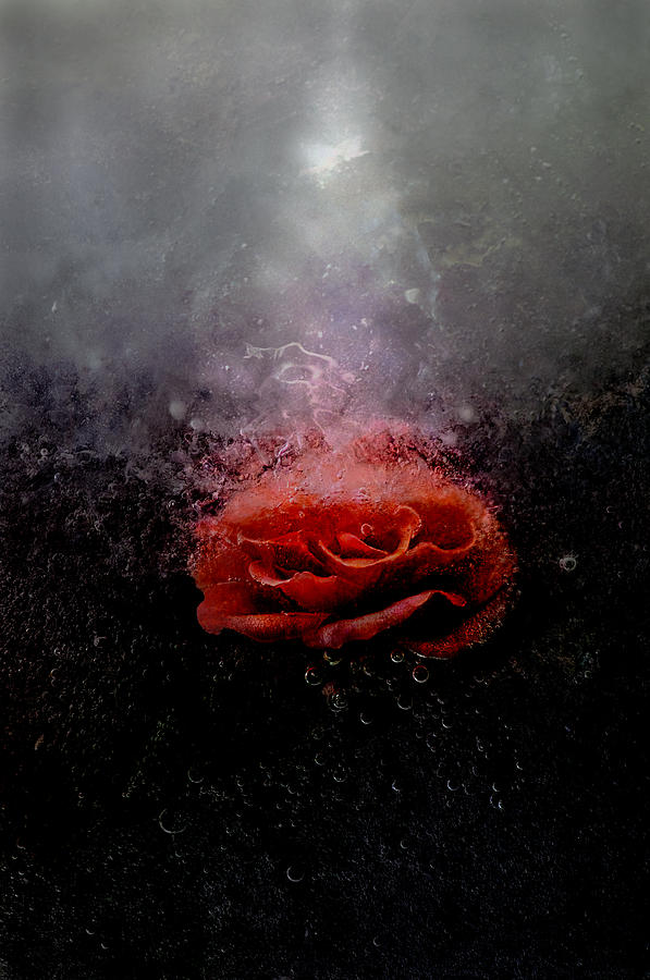 Rose Photograph - Power in Love by Carmen Moise