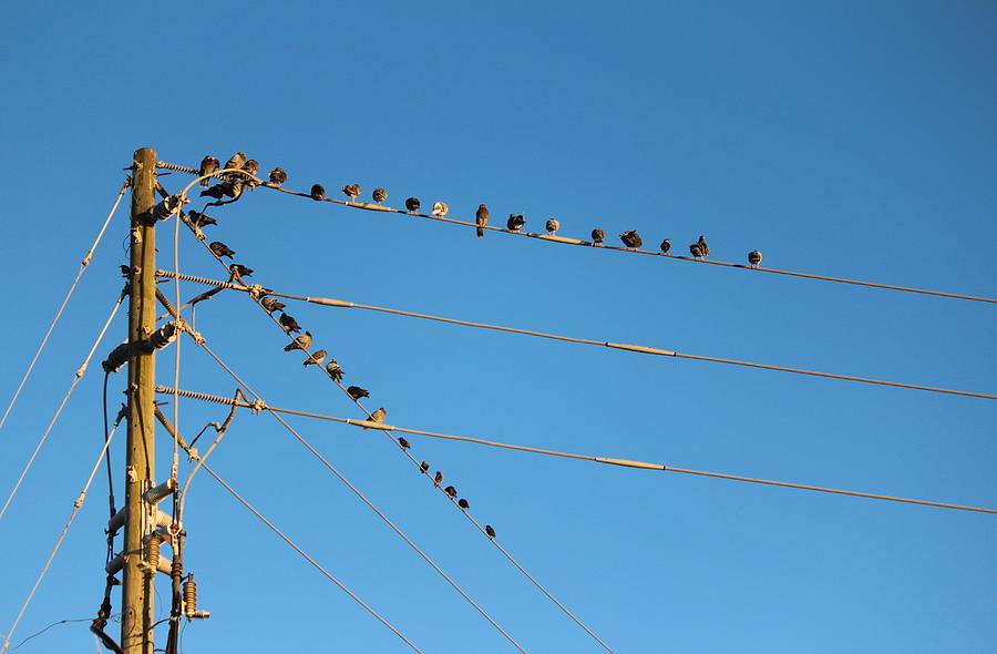 Power Line Birds Photograph by Cynthia Guinn