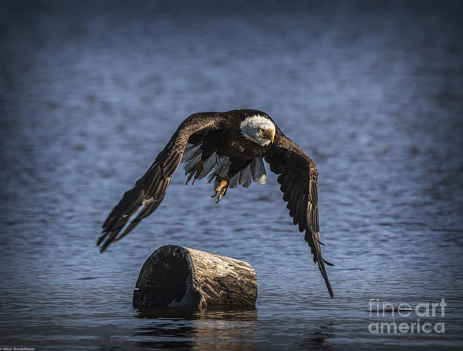 Eagle Photograph - Power by Mitch Shindelbower