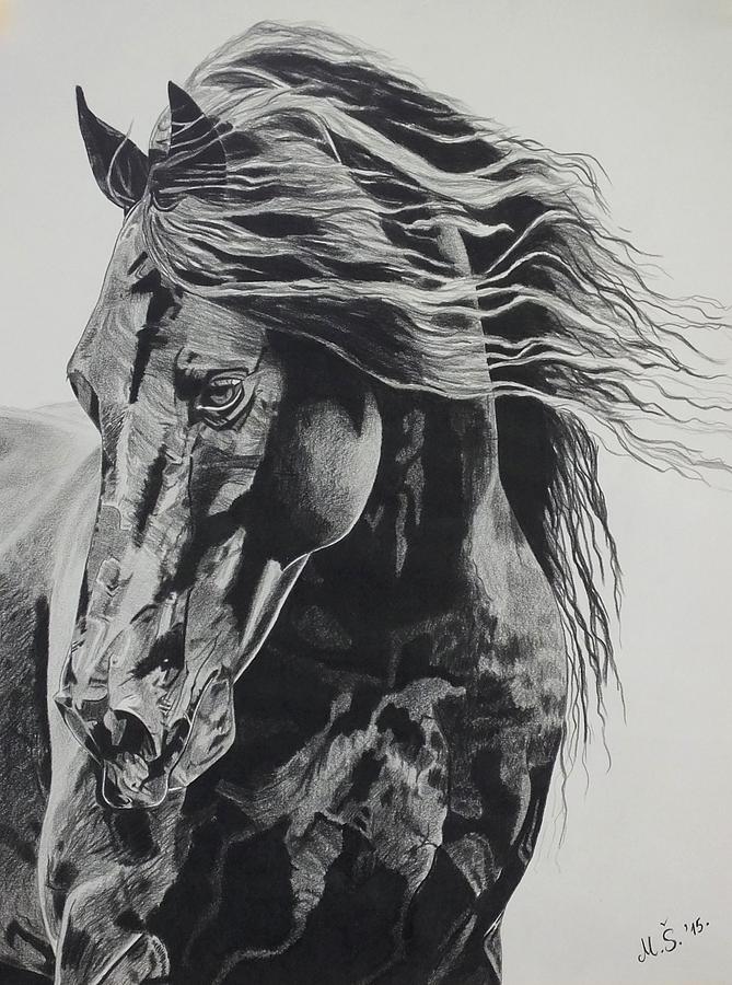 Horse Drawing - Power of horse by Melita Safran
