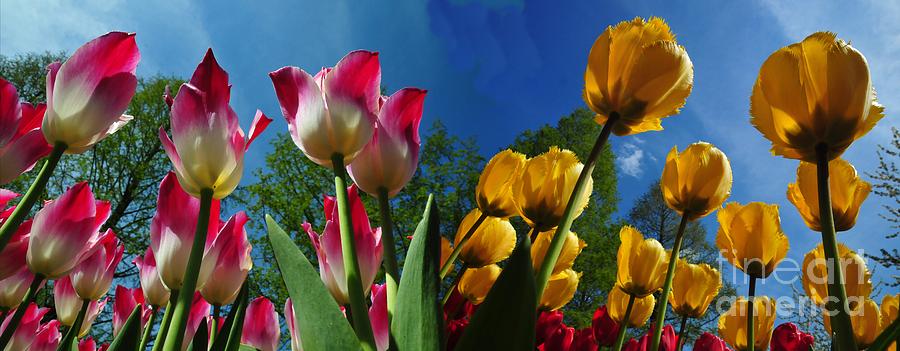 Background Photograph - Power of Spring. bugs eye view of Colourful Tulips panorama with clean blue sky contrast. by Akshay Thaker Background Photograph - Power of Spring. bugs eye view of Colourful Tulips panorama with clean blue sky contrast. by Akshay Thaker