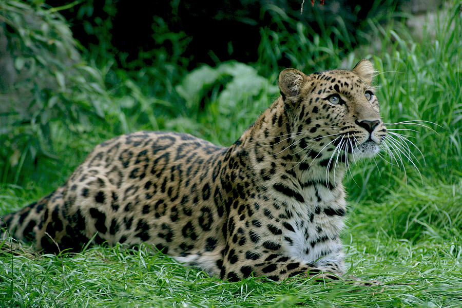 Powerful Amur Leopard Photograph by Julie L Hoddinott - Fine Art America