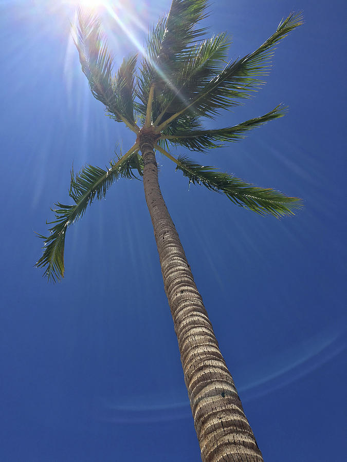 Powerful Palm Photograph by Karen Nicholson