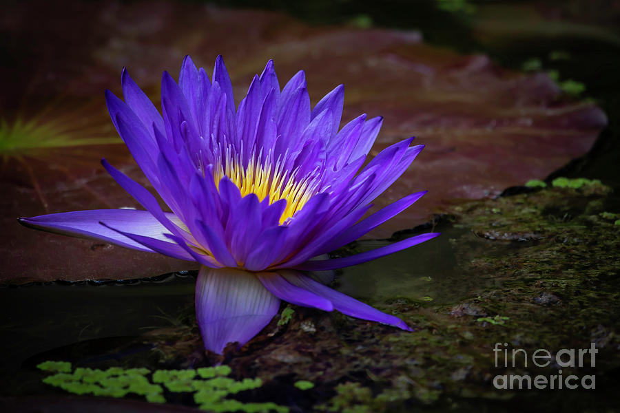 Powerful Purple in the Pond Photograph by Sabrina L Ryan