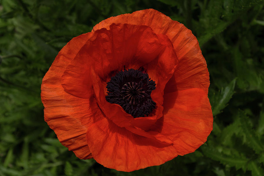 Powerful Symbol - Beautiful Red Poppy on Verdant Green Photograph by Georgia Mizuleva