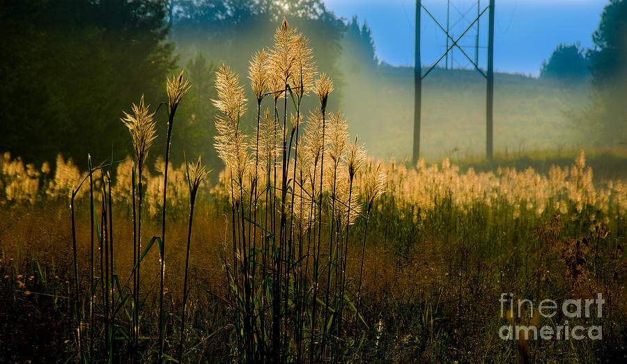 Powerline Sunrise Photograph by Metaphor Photo