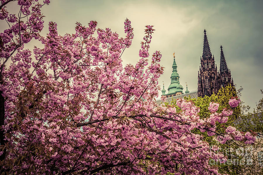 Prague Castle with St. Vitus Cathedral, Hradcany, Czech Republic as seen from spring gardens. Photograph by Michal Bednarek