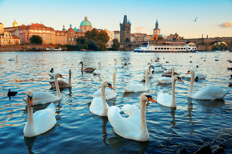 Prague swan Photograph by Songquan Deng
