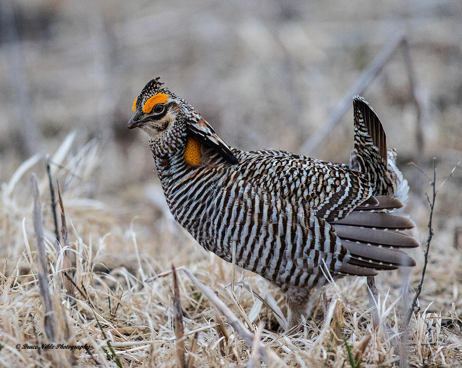 Prairie Chicken ll Photograph by Bruce Nikle | Fine Art America