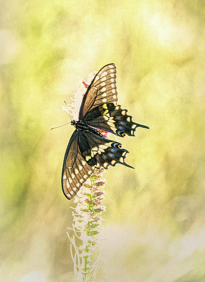 Prairie Butterfly 2 by Patricia Cale Prairie Butterfly 2 by Patricia Cale