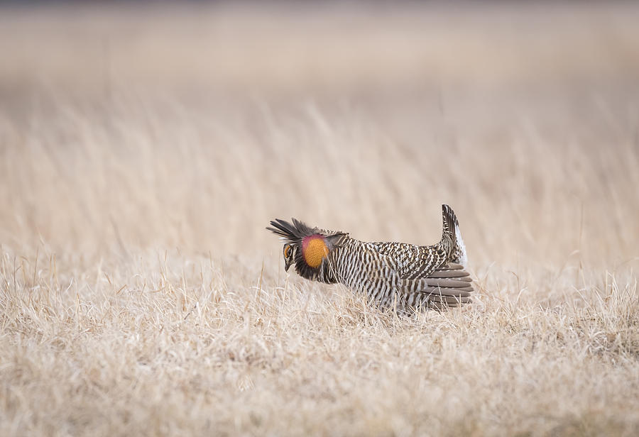 Prairie Chicken 1-2015 Photograph by Thomas Young