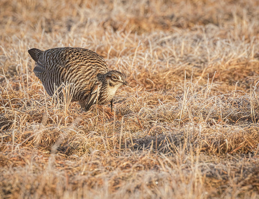 Prairie Chicken 11-2015 Photograph by Thomas Young