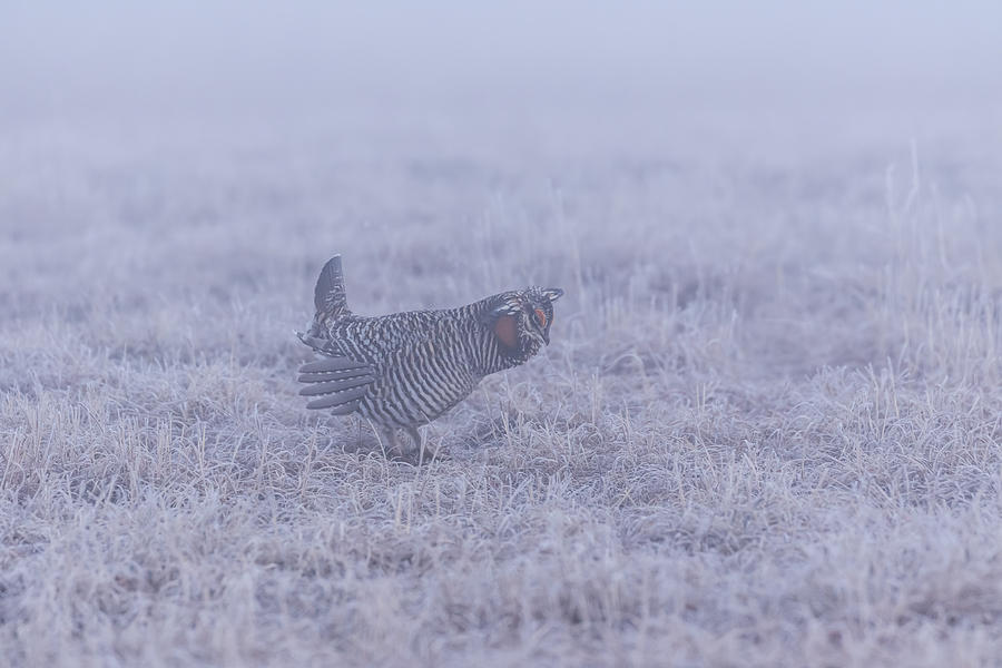 Prairie Chicken 2-2015 Photograph by Thomas Young