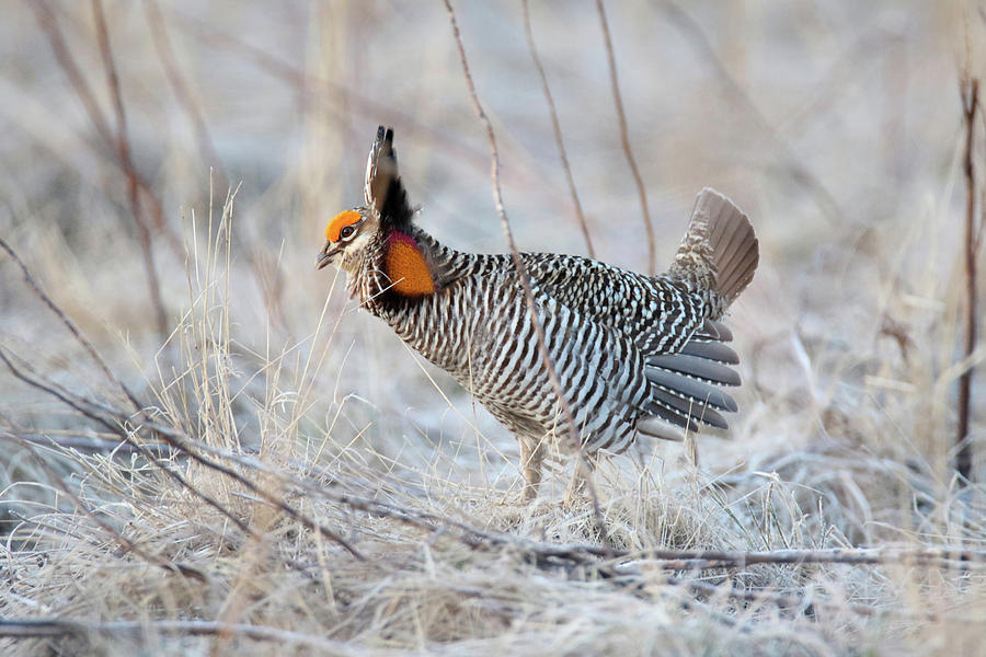 Prairie Chicken 2 Photograph by Brook Burling