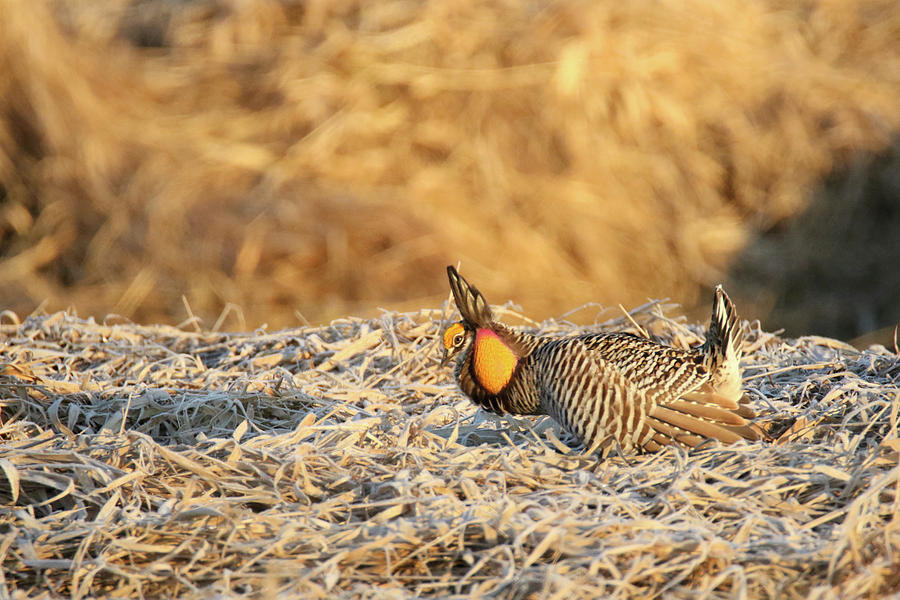 Prairie Chicken 20 Photograph by Brook Burling