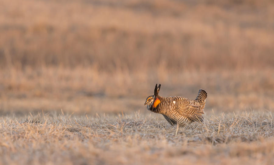 Prairie Chicken 2013-14 Photograph by Thomas Young