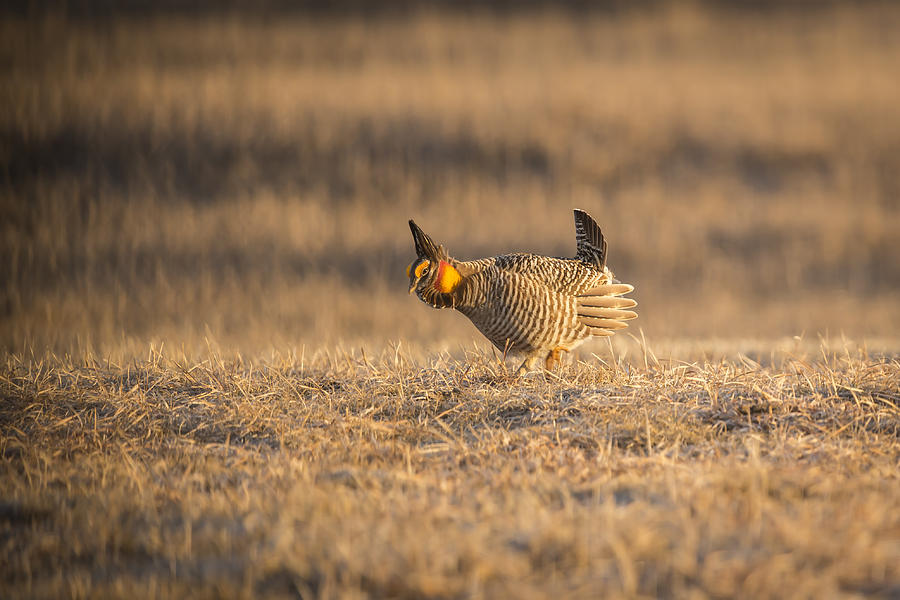 Prairie Chicken 2013-15 Photograph by Thomas Young