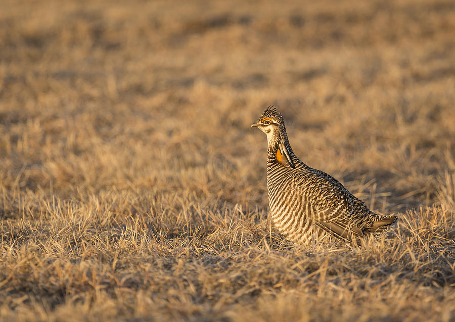Prairie Chicken 2013-16 Photograph by Thomas Young