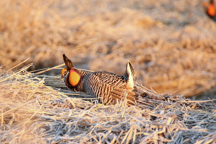 Prairie Chicken 25 Photograph by Brook Burling