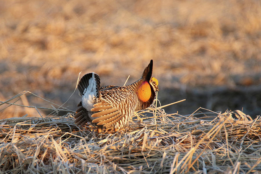 Prairie Chicken 26 Photograph by Brook Burling