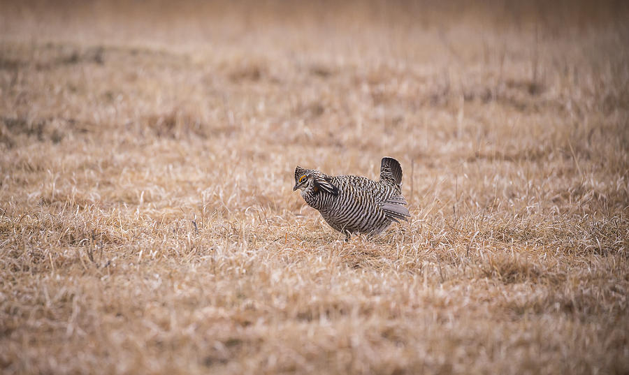 Prairie Chicken 3-2015 Photograph by Thomas Young