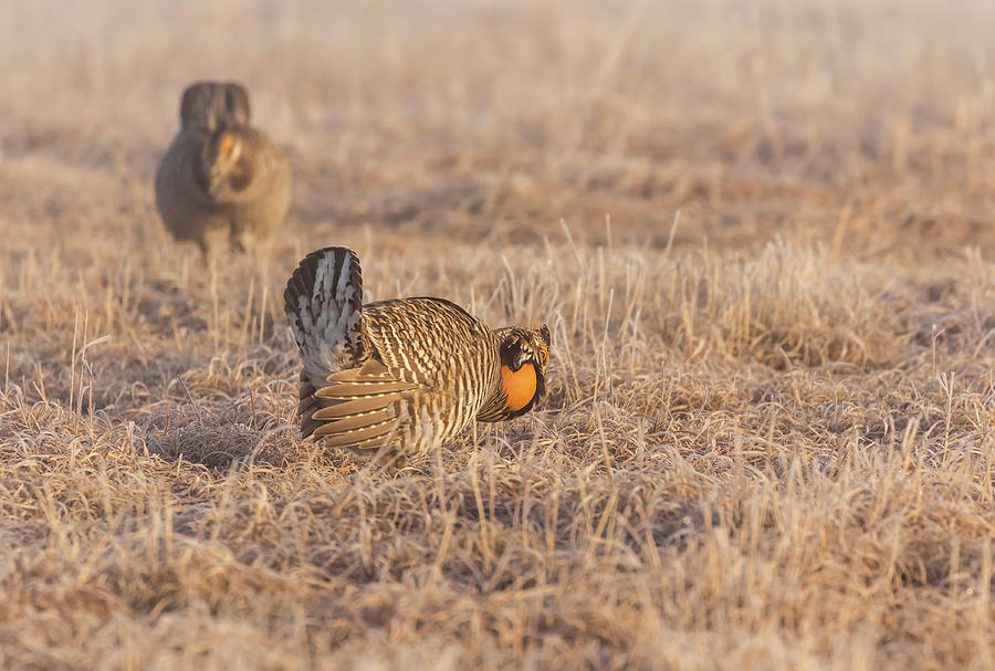 Prairie Chicken 4-2015 Photograph by Thomas Young