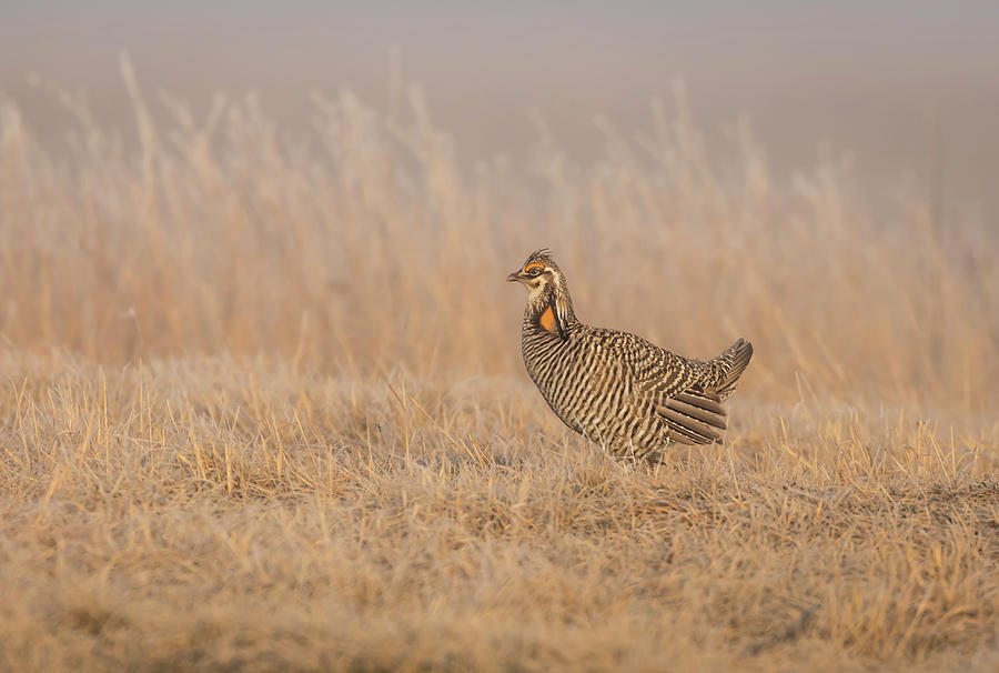 Prairie Chicken 5-2015 Photograph by Thomas Young