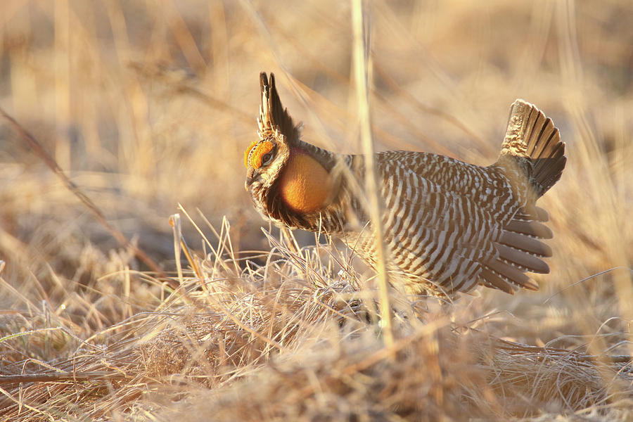 Prairie Chicken 5 Photograph by Brook Burling