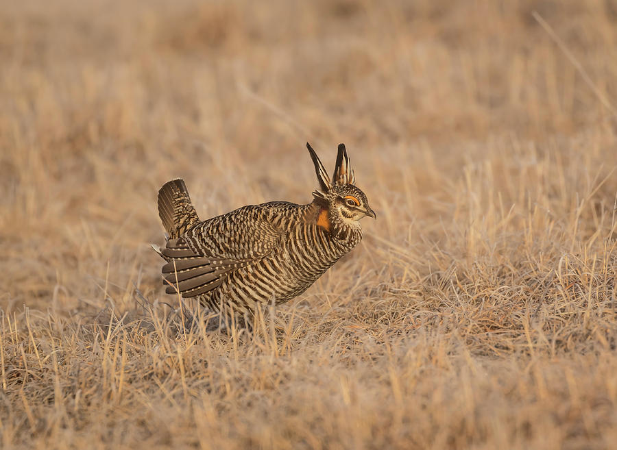Prairie Chicken 6-2015 Photograph by Thomas Young