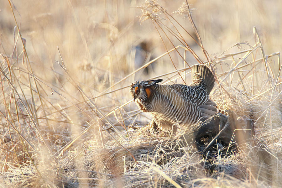 Prairie Chicken 6 Photograph by Brook Burling