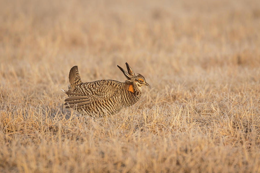 Prairie Chicken 7-2015 Photograph by Thomas Young