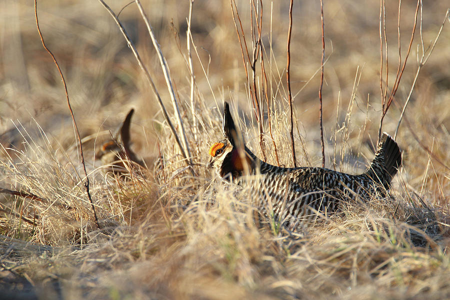 Prairie Chicken 7 Photograph by Brook Burling