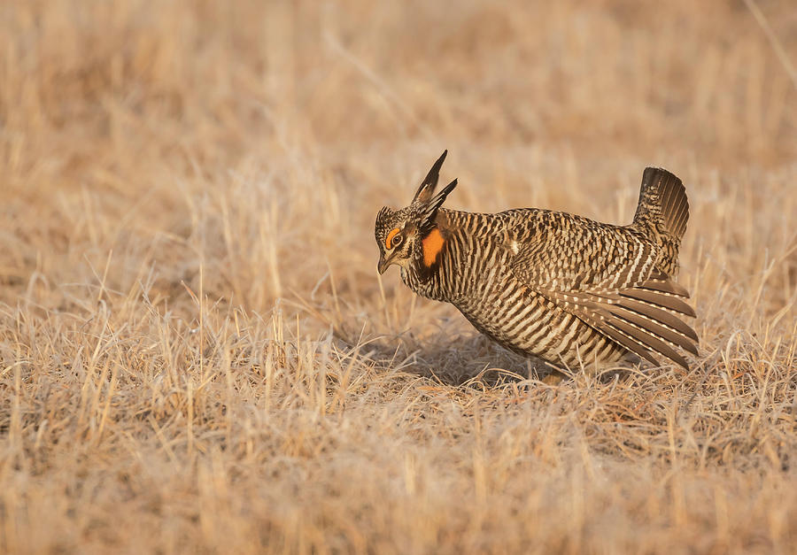 Prairie Chicken 8-2015 Photograph by Thomas Young