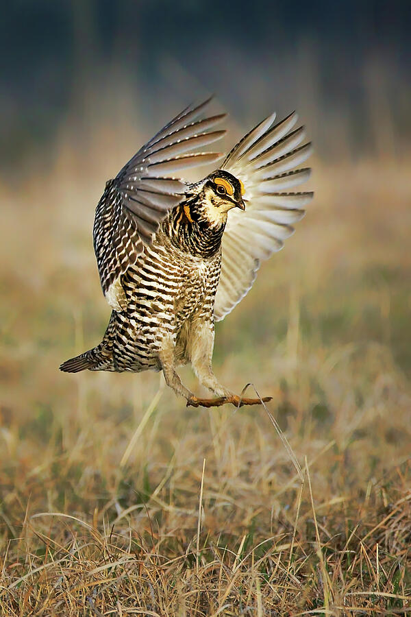 Bird Photograph - Prairie Chicken - Booming by Nikolyn McDonald