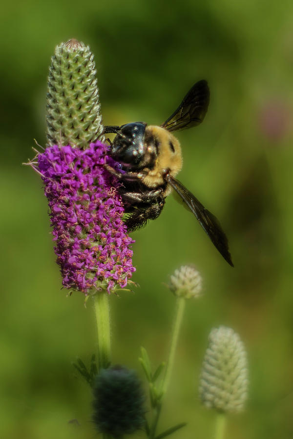 Prairie Clover and the Bee Photograph by Garry McMichael