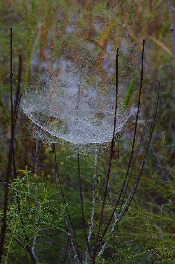 Prairie Cobweb Photograph by Warren Thompson