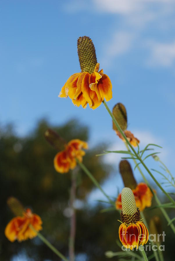 Prairie Cone Flowers Against Blue Sky Vertical Number One Photograph by Heather Kirk