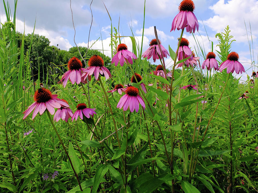 Prairie Coneflowers Photograph by Scott Kingery