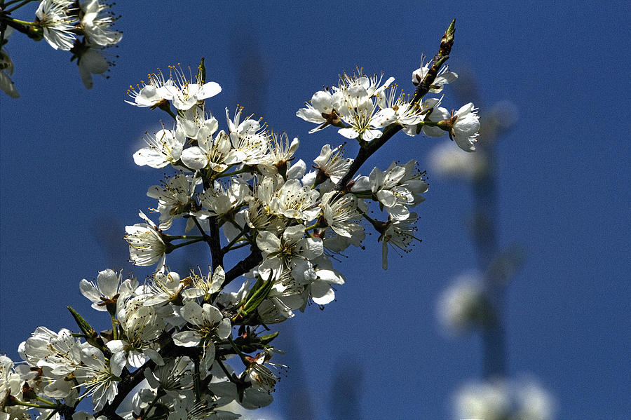 Prairie Crabapple in Bloom Photograph by Roger Passman
