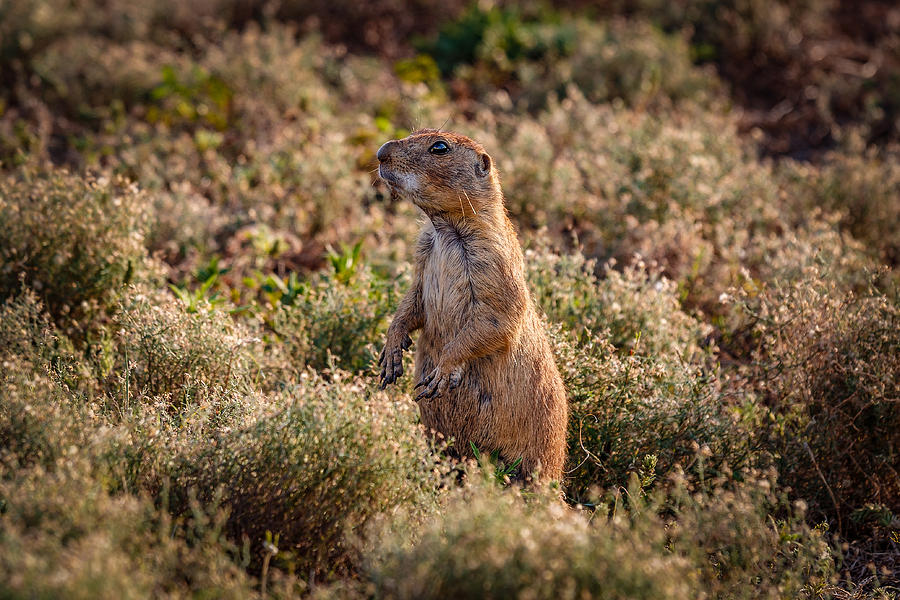 Prairie Dog 5 Photograph by Doug Long