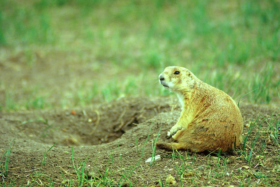 Prairie Dog and Den Photograph by John Burk