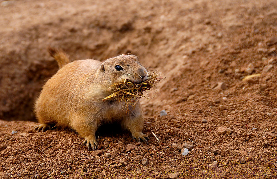 America Photograph - Prairie Dog by Don and Bonnie Fink America Photograph - Prairie Dog by Don and Bonnie Fink